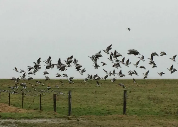 Villa Gulfhof Friedrichsgroden Carolinensiel